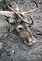 Zoo KBH 1998 0025